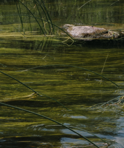 Vergunningaanvraag Waterdieren of waterplanten weghalen