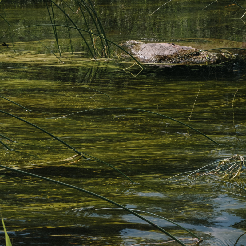 Vergunningaanvraag Waterdieren of waterplanten weghalen