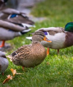 beschoeiing, damwand, fauna-uittreedplaats, faunavoorziening, oeververdediging, oeververdedigingswerk