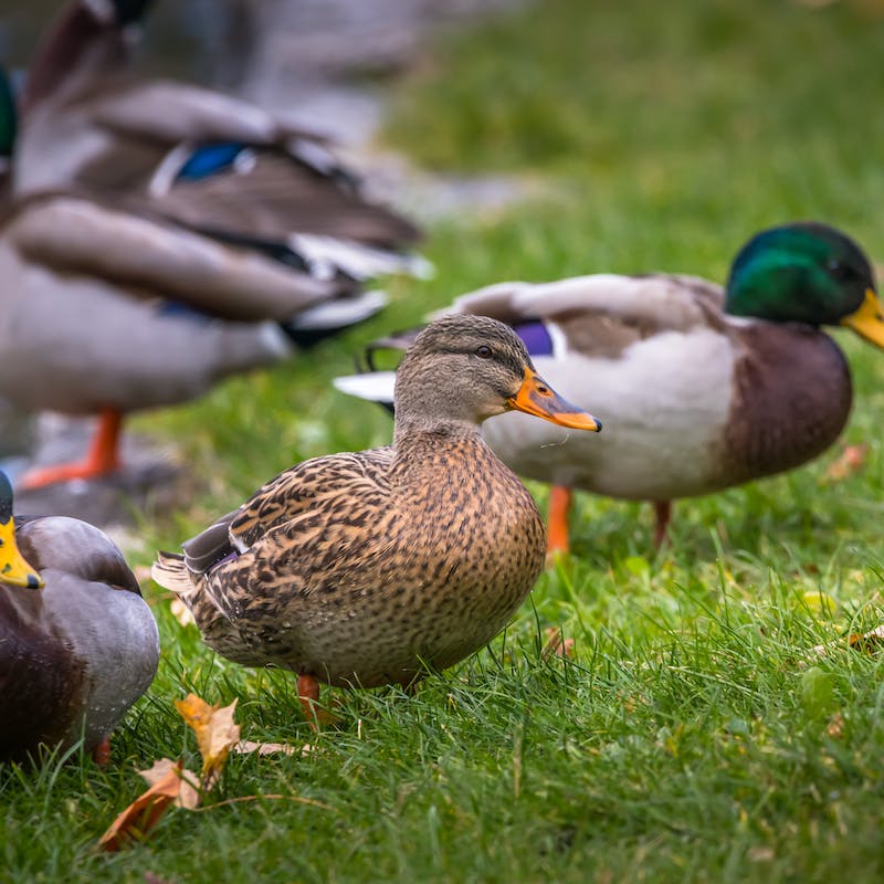 beschoeiing, damwand, fauna-uittreedplaats, faunavoorziening, oeververdediging, oeververdedigingswerk