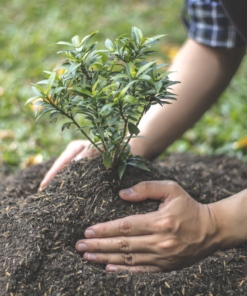 Conceptverzoek Boom planten
