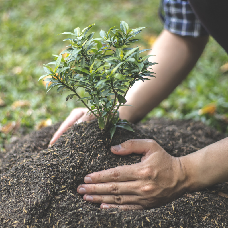 Conceptverzoek Boom planten